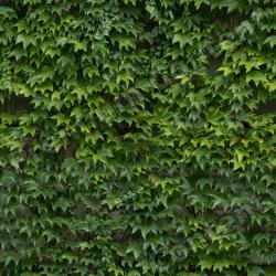 Seamless Hedge